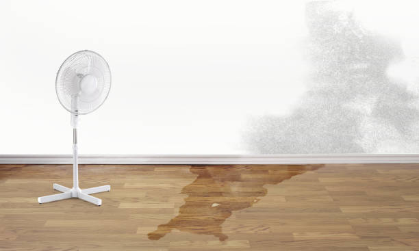 Best Mold removal after water damage  in Vista Center, NJ